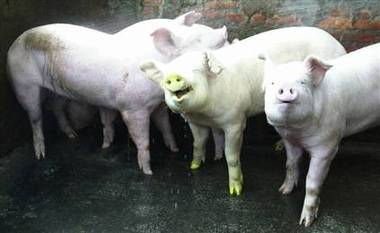 Pig with fluorescent green genes from Taiwan