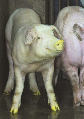 Pig with fluorescent green gene in Taiwan