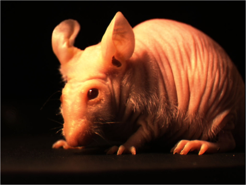 Mouse with fluorescent green genes under normal light