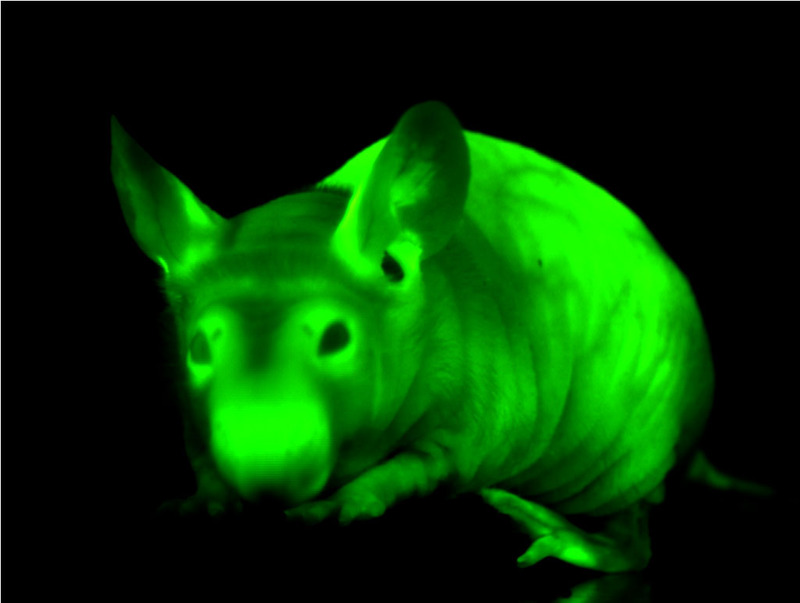Mouse with fluorescent green genes glowing green under ultraviolet light