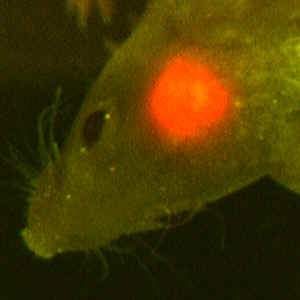 Mouse with red fluorescent gene glowing red under ultraviolet light