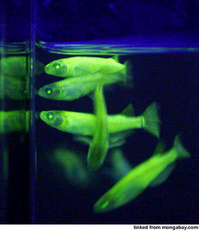Transgenic fish with fluorescent green genes glowing green under ultraviolet light