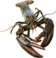Lobster
