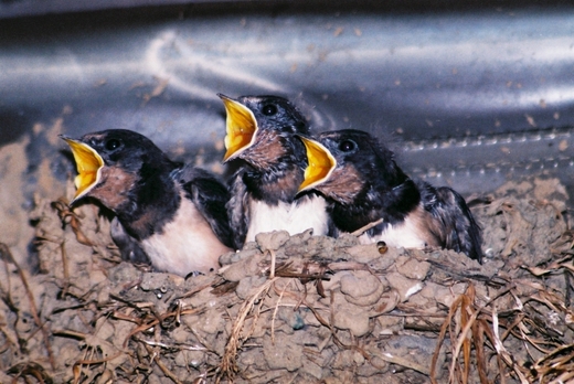 Hungry baby swallows in nest in Taiwan.