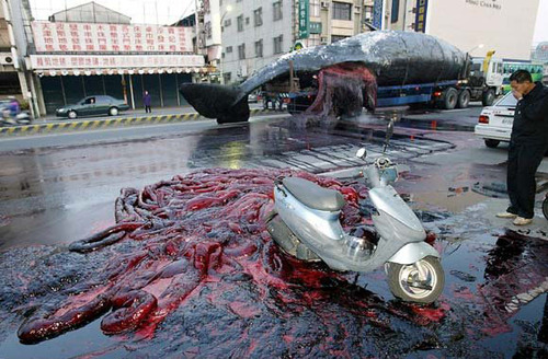 Exploded whale on urban road next to scooter in Taiwan, Taiwan.