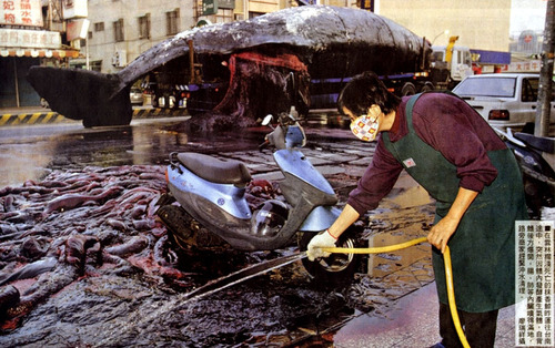 Man hosing down exploded whale parts on urban road next to scooter in Taiwan, Taiwan.