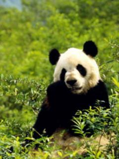 Panda  surrounded by greenery