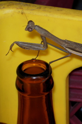 Mantis on a beer bottle in Taiwan