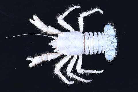 Deep sea lobster. Squat, and whitish-gray in color.