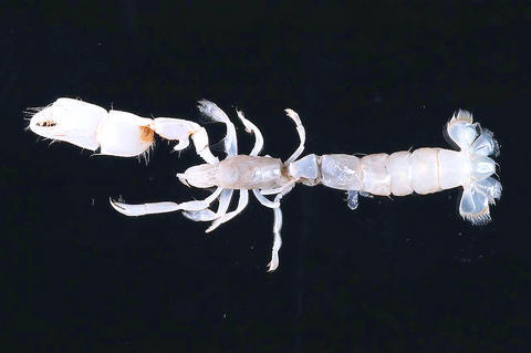 Hot spring coral-banded shrimp. Mostly gray, with a little brown. Right front pincer is much larger than the left front pincer.