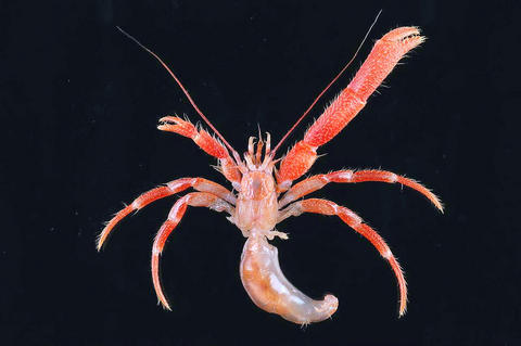 Hot spring-dwelling hermit crab. Light red and reddish orange in color. Right front pincer is much larger than the left front pincer.