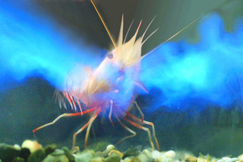 Shrimp spraying blue enzyme in water. Body and legs of the shrimp are red and white.