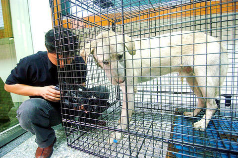Medium-sized dog in a cage indoors with a man nearby. The animal had attained a mythical reputation after killing 38 goats in the area.