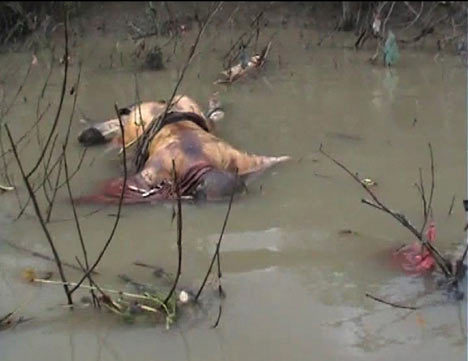 An executed monk in Myanmar lies face first in muddy water,. His blood stains the water.