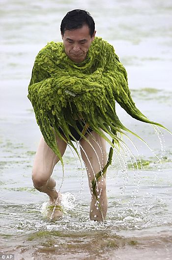 Chinese swimmer removes blue-green algae from the water during an algae bloom in Qingdao, China.