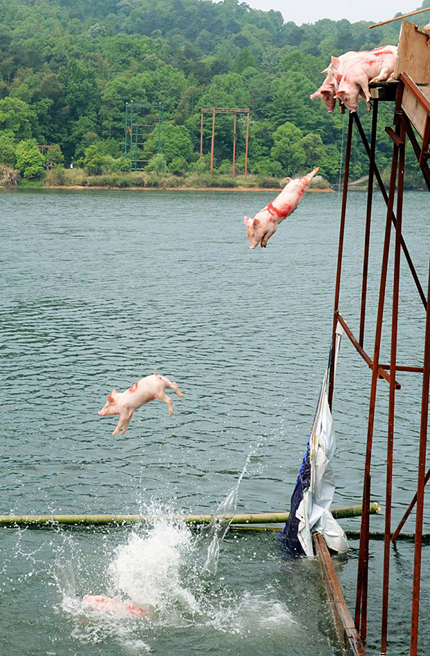 Chinese celebrate May Day by pushing pigs off bridge into the water.
