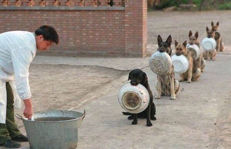 Chinese police dogs in a line hold their bowls in their mouths, waiting to be served from a communal pot.